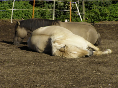 Dösende und schlafende Pferde